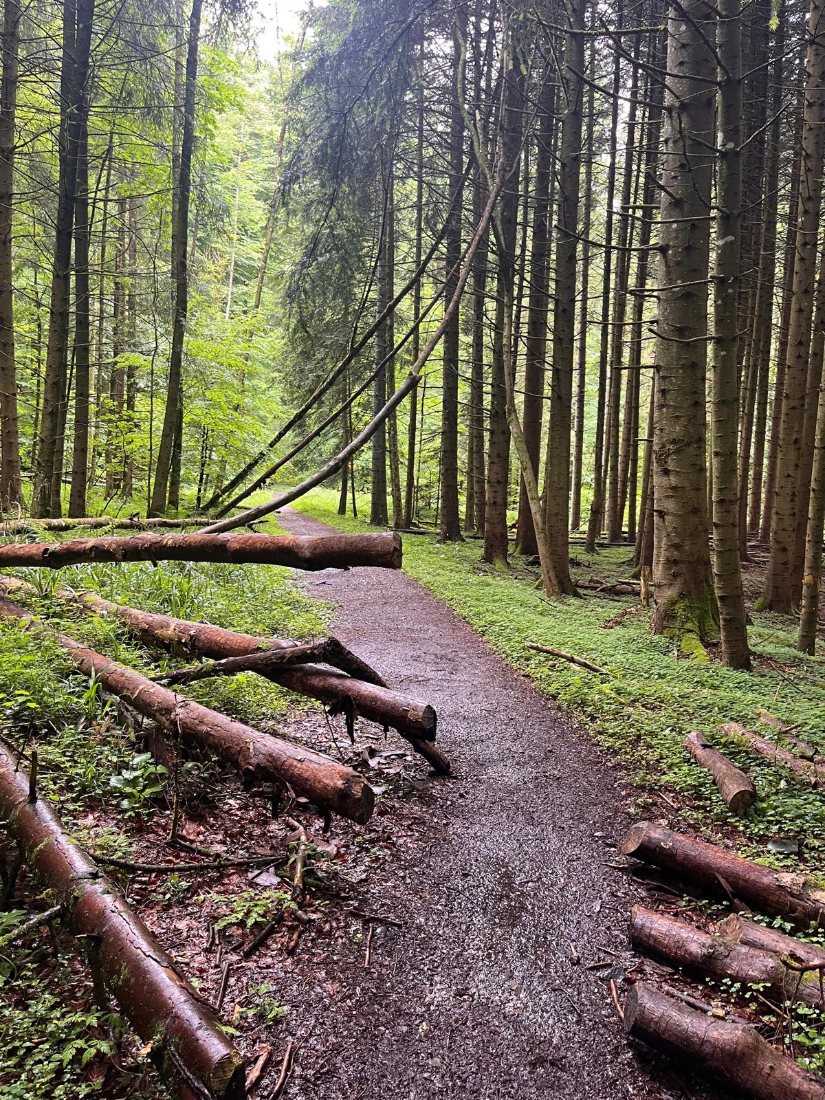 Wanderung durch den Eibenwald