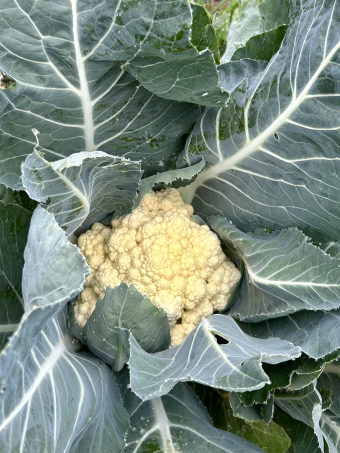 blumenkohl-hoch.jpg