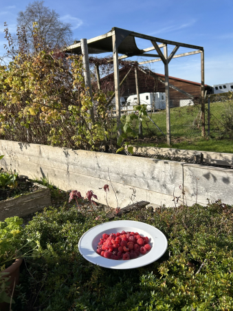 himbeere-teller.jpg